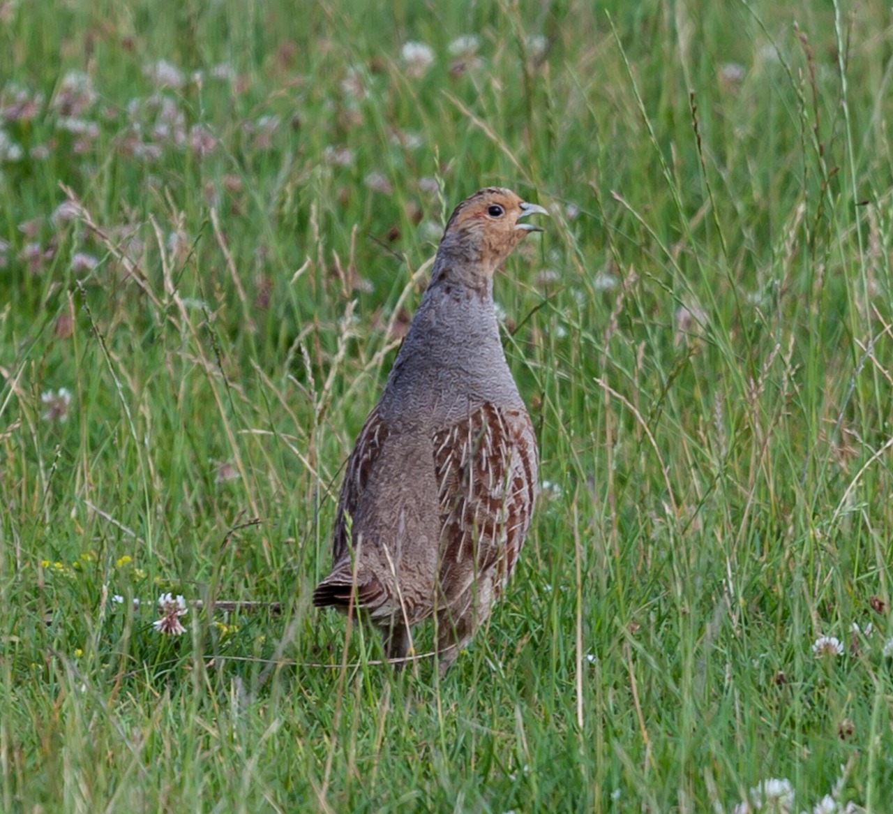 Grey partridge, grey, partridge — Find Reliable Resources and Services with Major Sites That Prioritize User Experience