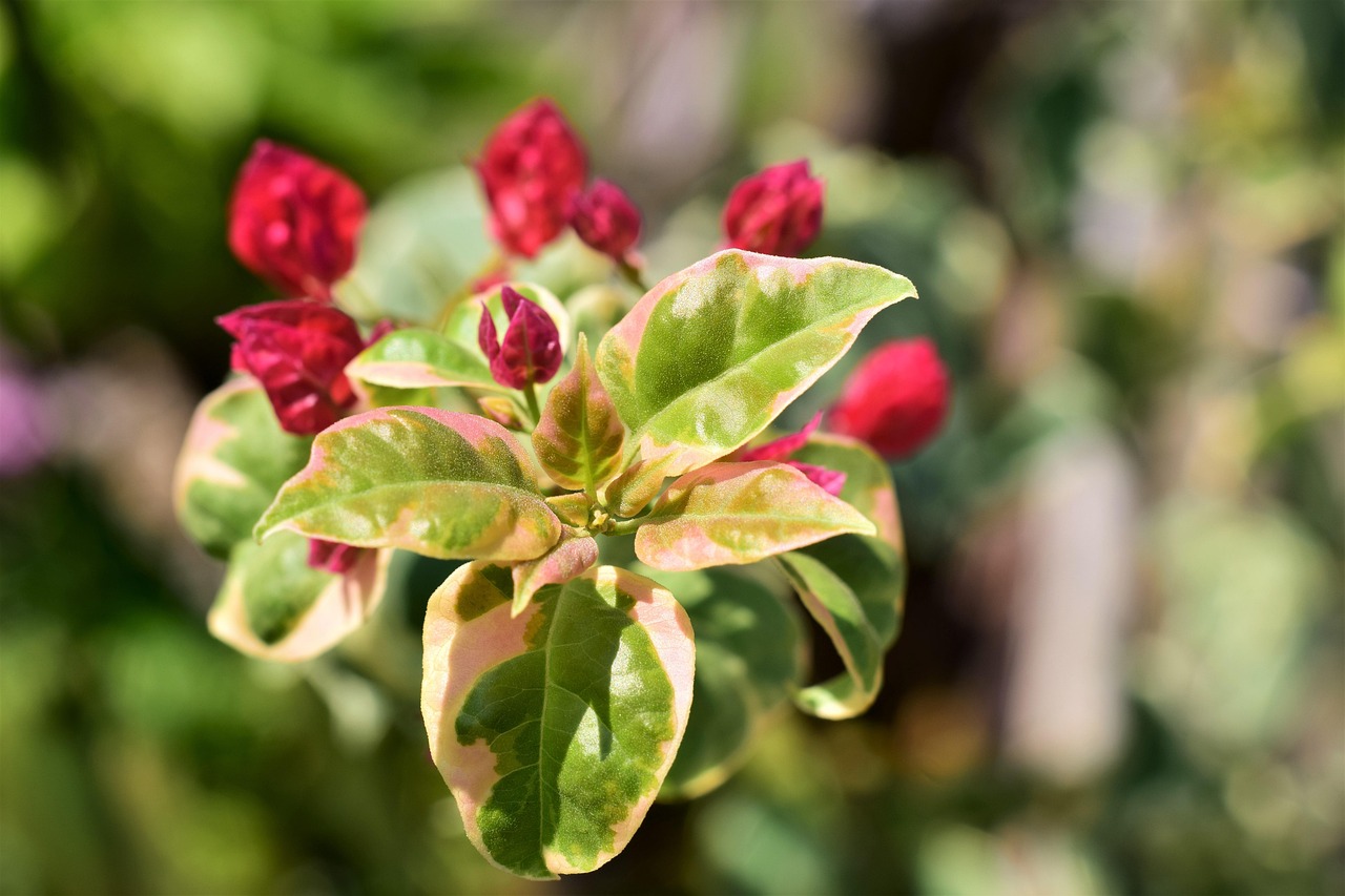 Bougainvillia, bloom red, leaves white green — Using Baji999 During ICC or IPL Matches: A Strategy